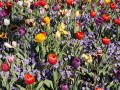 0929-1555 Floriade (1040959)